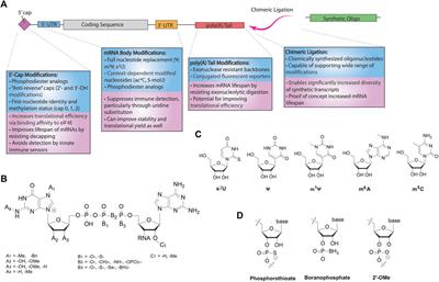 The Pivotal Role of Chemical Modifications in mRNA Therapeutics